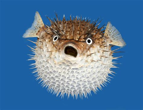 porcupine fish|Porcupinefish .